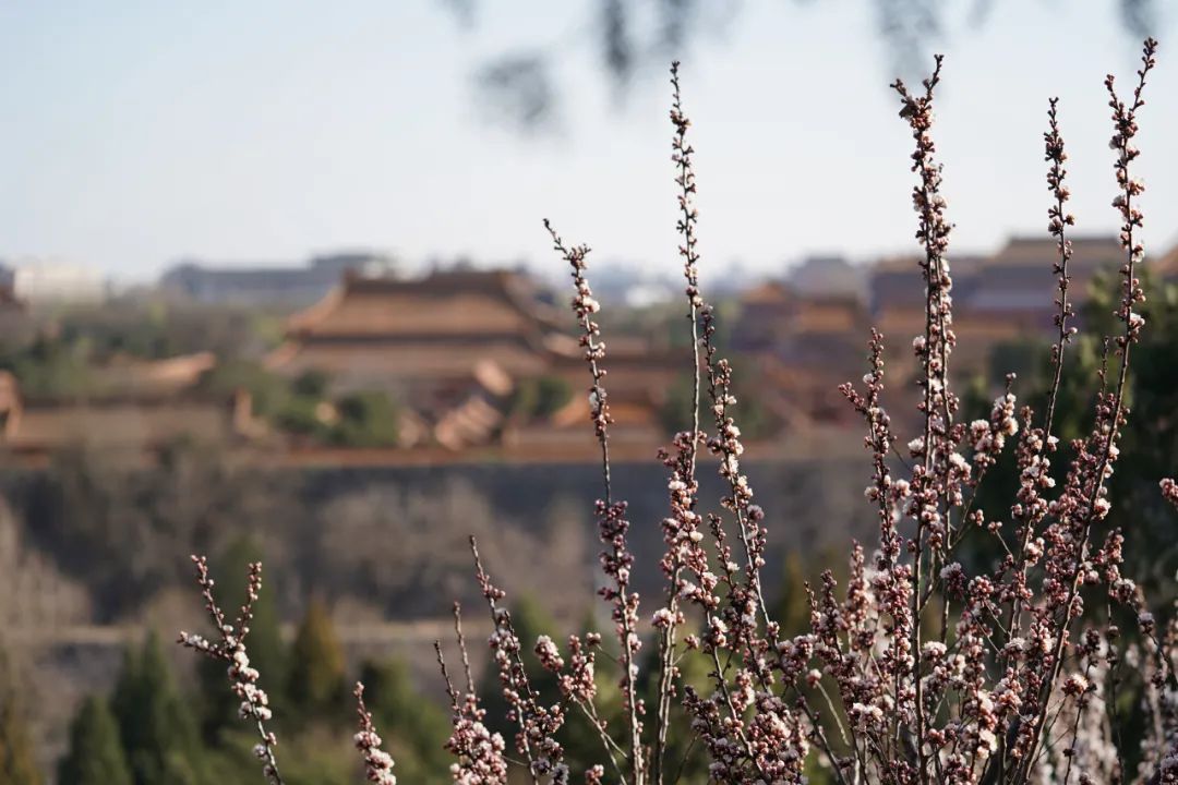 北京景山门票预约必玩景点,景山公园买2元门票怎么办