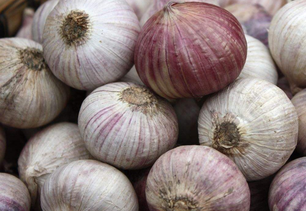 哪里的大蒜最好吃排行,哪种蒜最好吃