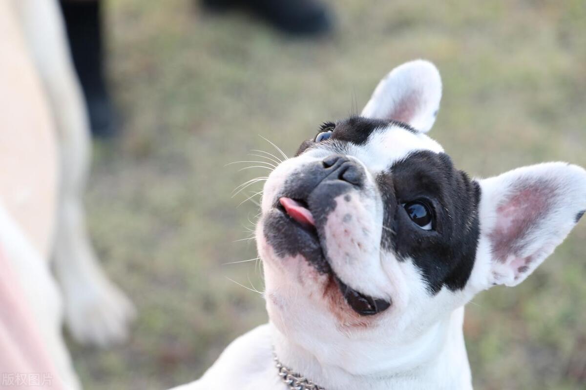 夏天养狗味道大怎么办,夏天养狗要注意的事项