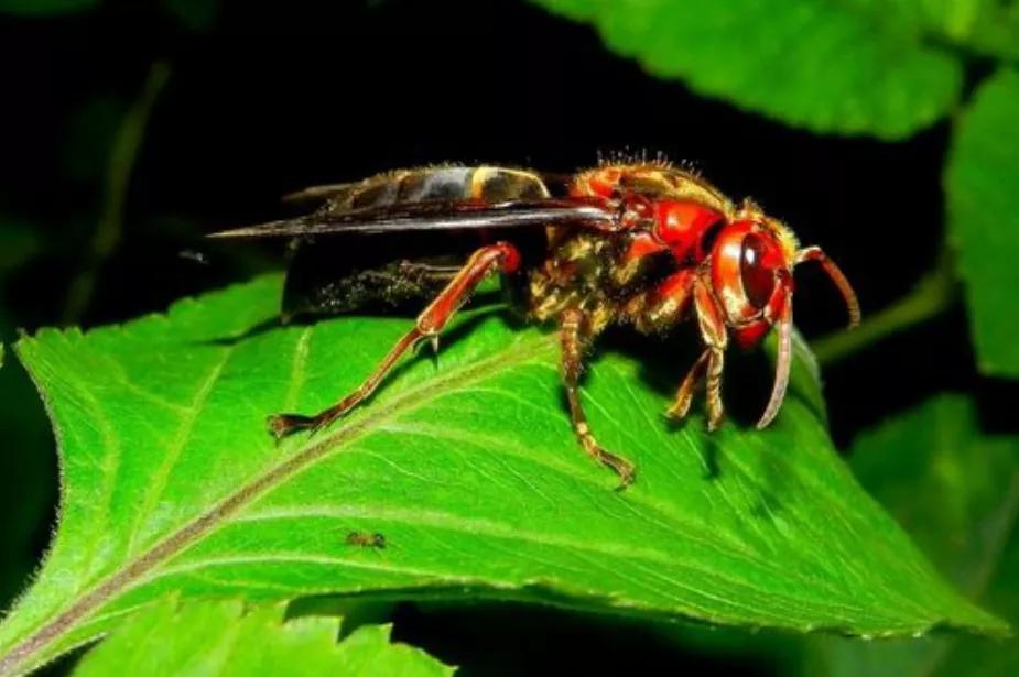中国十大毒蜂王,十大毒蜂王分别是什么