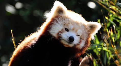 大熊猫平安活着吗,小熊猫为什么没有大熊猫可爱