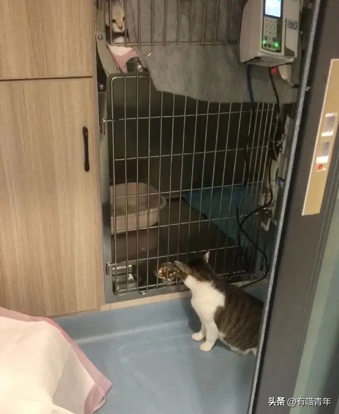 公猫出去一天一夜了都没回家,公猫出去三天没回来了