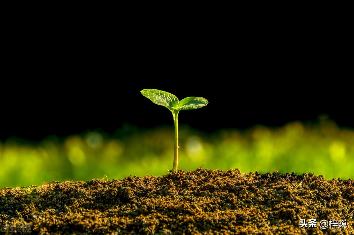 岁月幽幽，万般皆可期（随写）