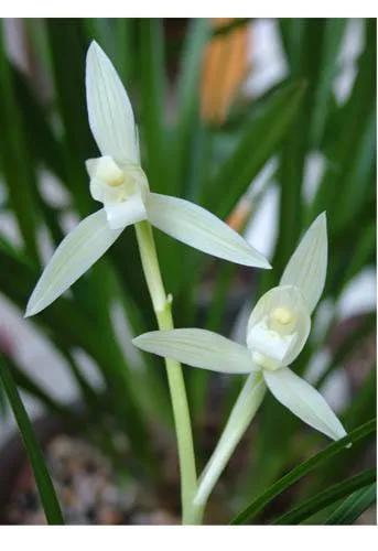 兰花品种大全四川,兰花品种鉴别方法