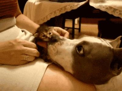 母狗爱舔人？不！它只是想向你表达它对你的爱