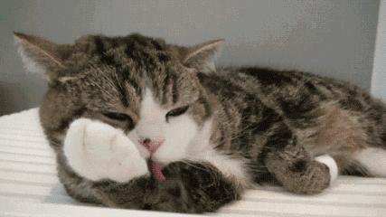 猫咪为什么上床,为什么猫咪上床还咬人