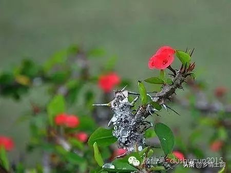 廖晓梅江西,罗定廖晓梅