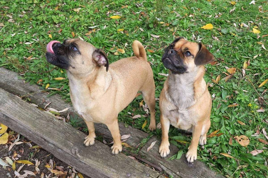 巴哥犬应该被开除犬籍？人类眼中的萌点，其实是它们的病痛