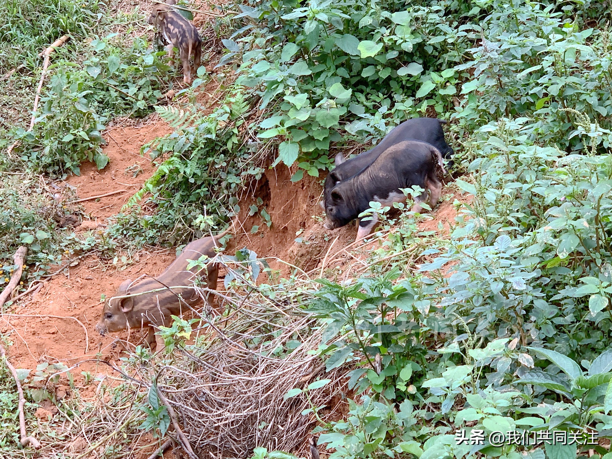 中华田园犬人工繁殖,中华田园犬遇到人类幼崽