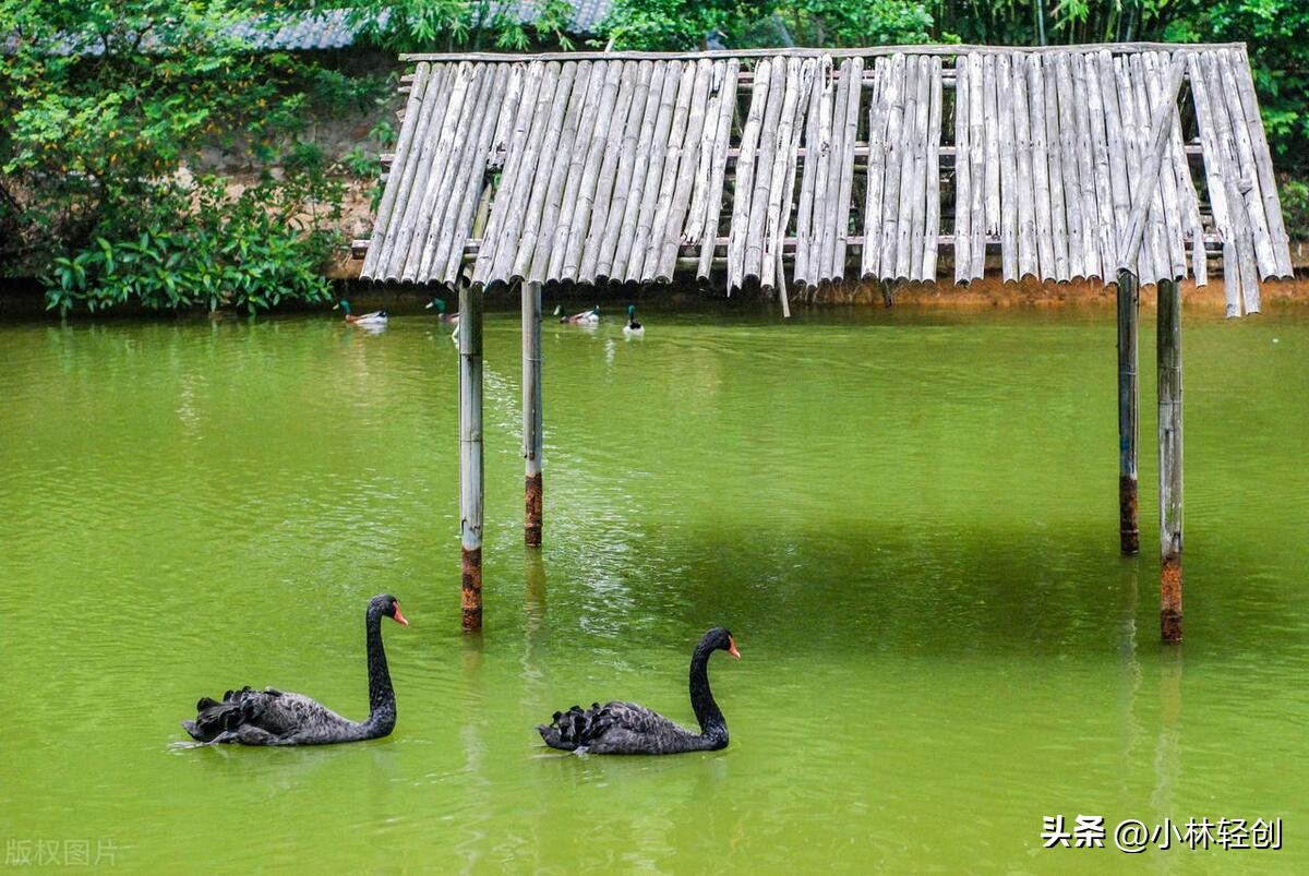 茂名信宜旅游景点大全,茂名凤凰城旅游打卡景点