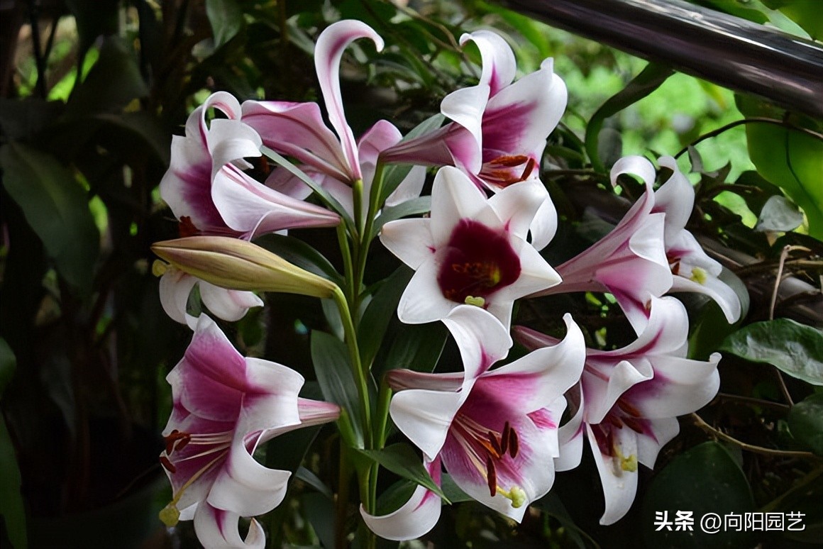 百合开完花怎么养它才能二次开花,百合花的盆栽方法和注意事项