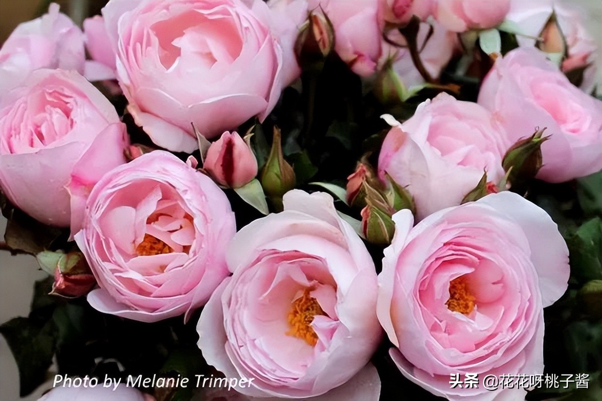 花期特别短暂开放好看的粉色月季,粉色可爱融化你的少女心月季