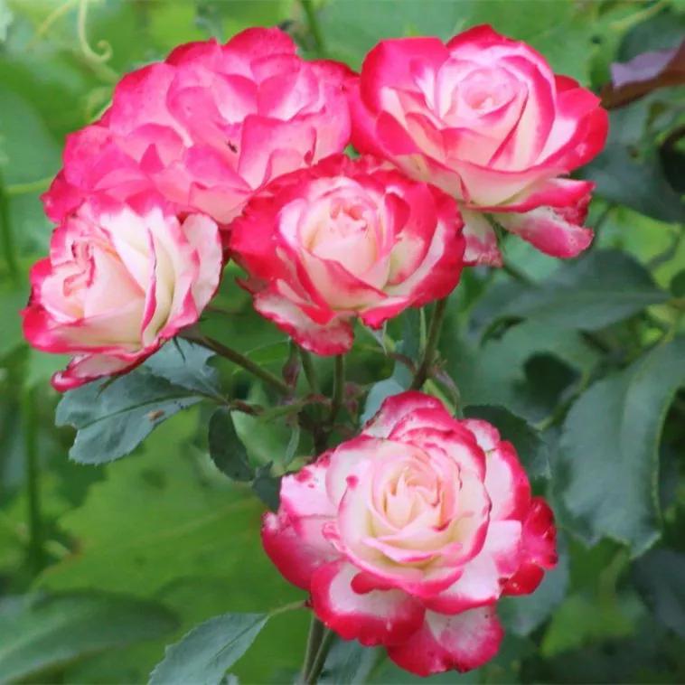 月季品种醉花,月季品种大全及图片欣赏