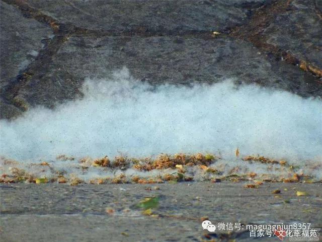 柳絮纷飞的古诗词,关于柳絮飞舞的古诗句