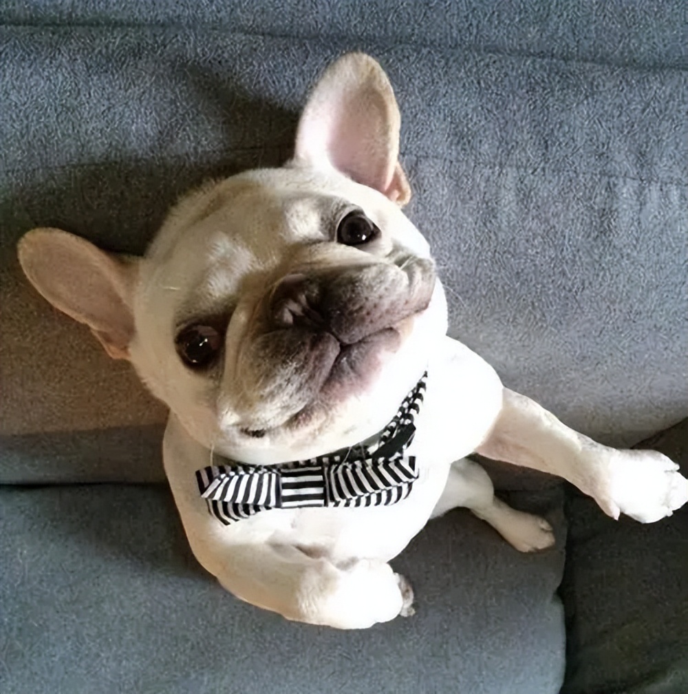 养狗新手最适合养的是什么狗呢,养狗千万别养这几种狗