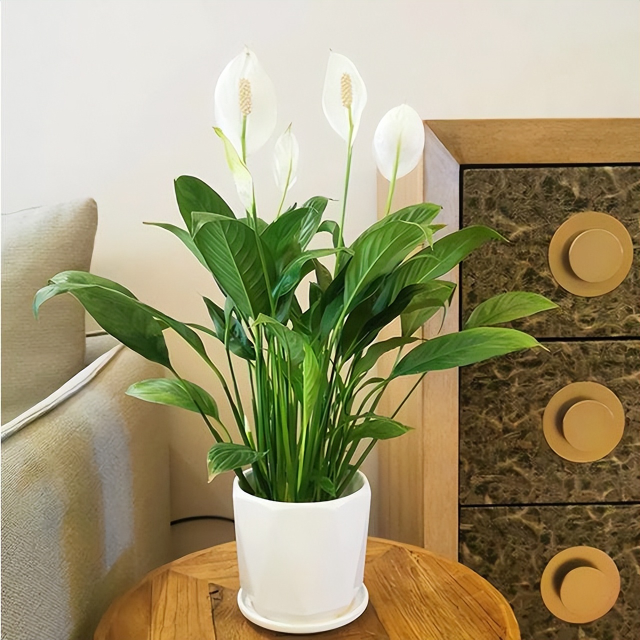 适合室内养的耐阴花和植物,就养这10种耐阴花比绿萝都好养