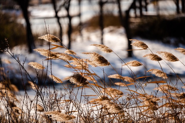 白菊多肉,白菊花夏枯草黄柏功效和作用