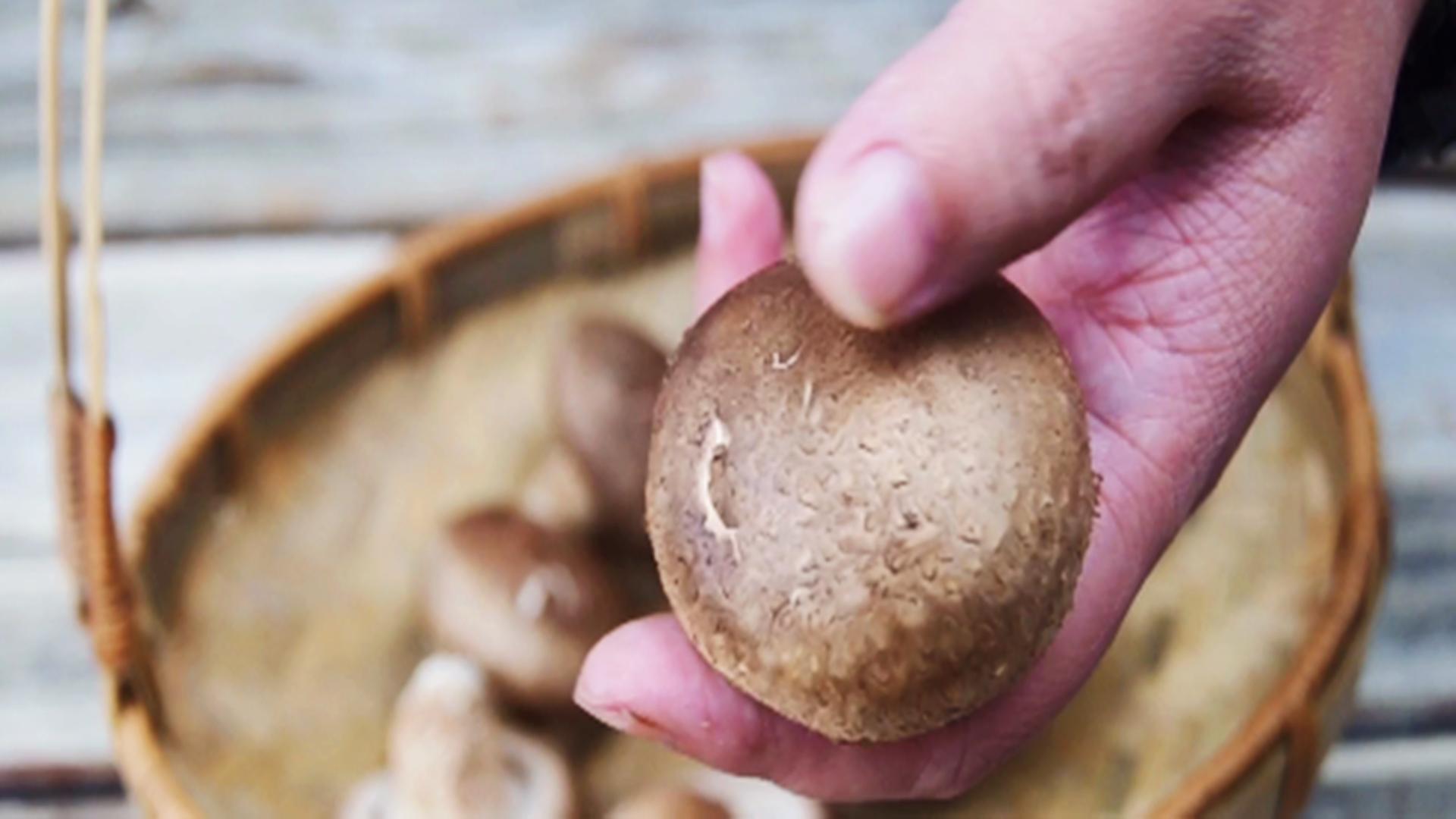 吃香菇到底要不要泡呢,吃香菇有什么讲究