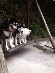 狗狗智商排行榜第一名是谁的,狗狗的智商排行前十