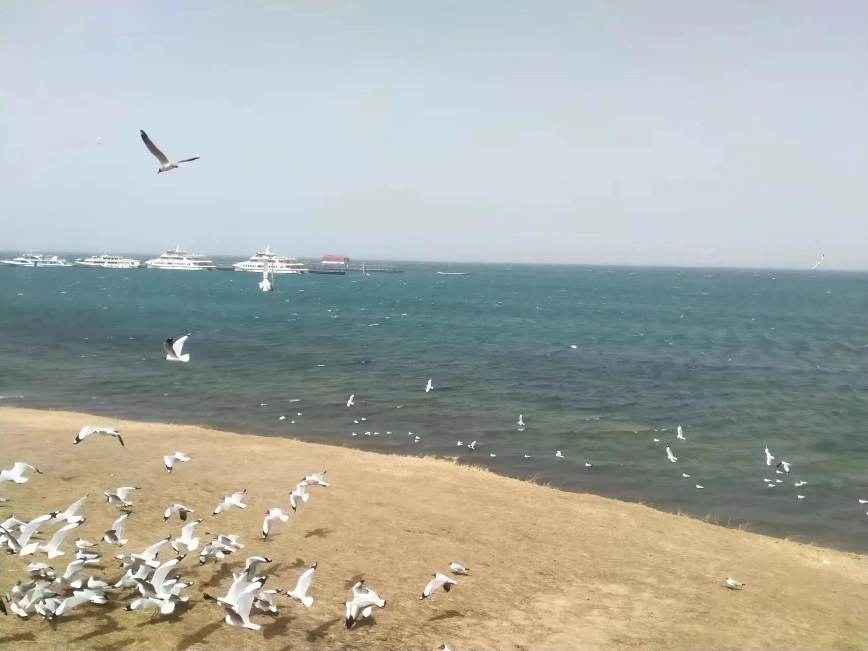 潘守宇先生应“诗与远方大美青海之旅”约，在青海湖畔朗诵：