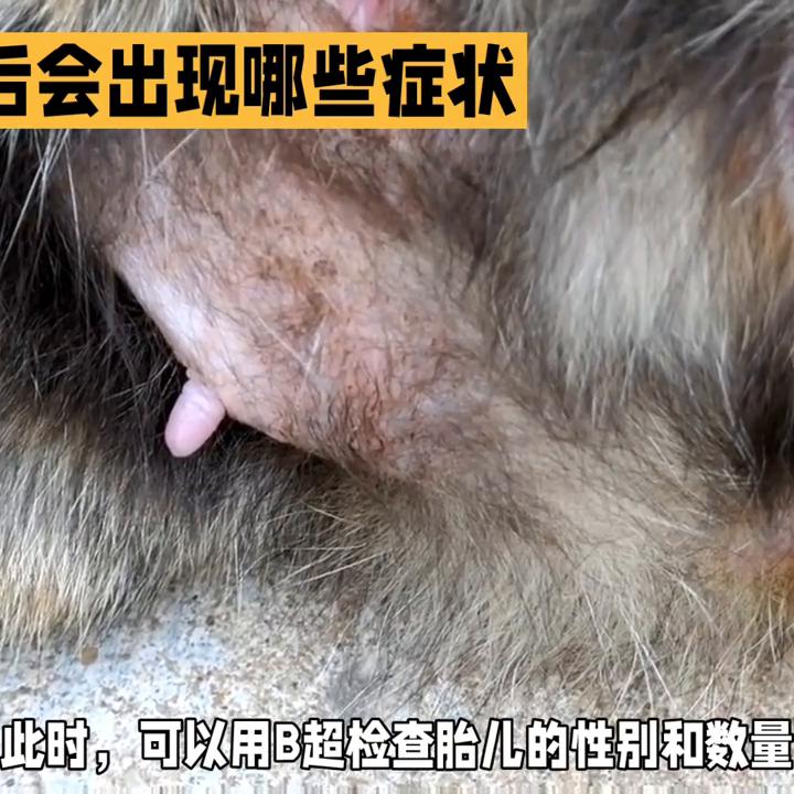 猫咪怀孕有哪几种症状,猫咪怀孕有些什么症状表现