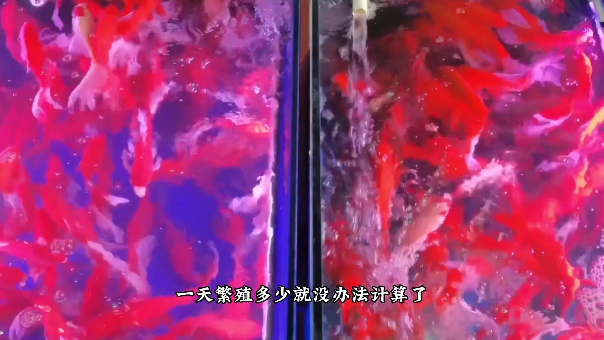 鱼缸水浑浊有腥臭味几天换一次水,鱼缸里的水特别腥正常吗