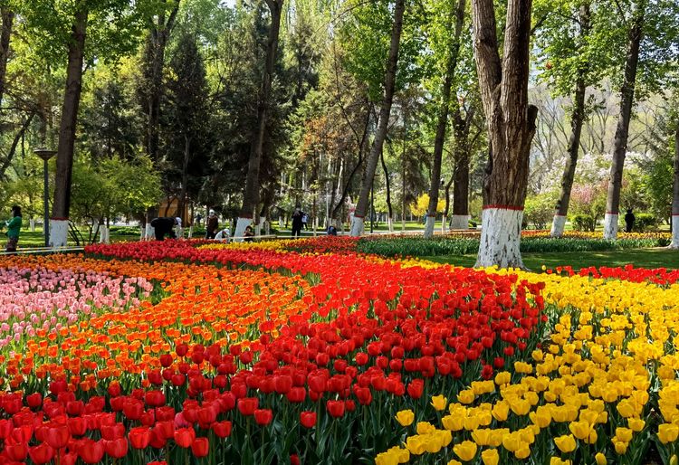 郁金香高贵典雅姿态万千,淡雅郁金香