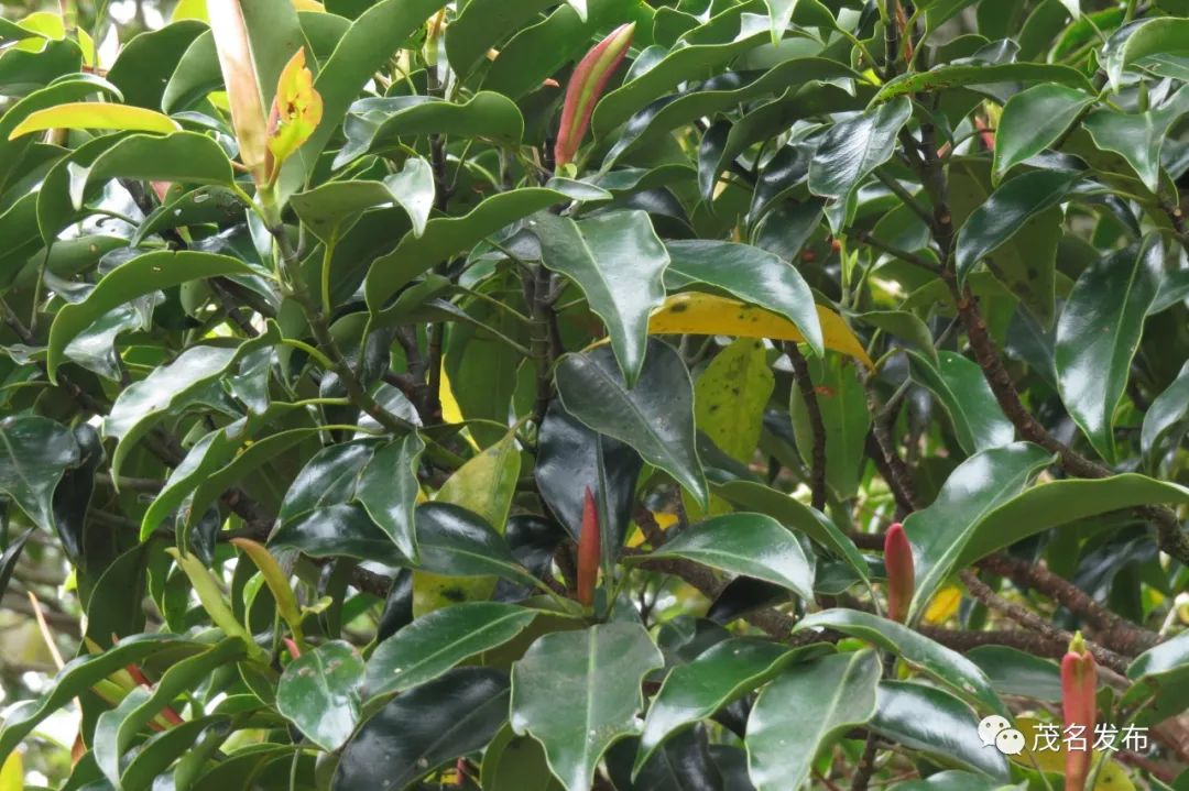 浙江神奇物种,茂名发现新物种