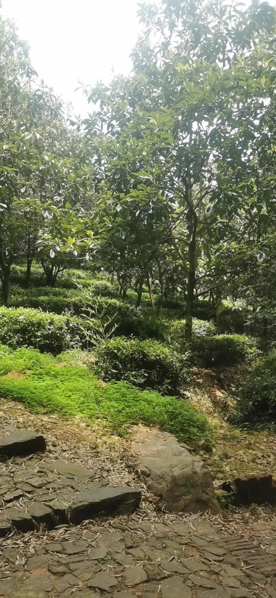 苏州旺山到上方山徒步线路,苏州旺山风景区爬山路线