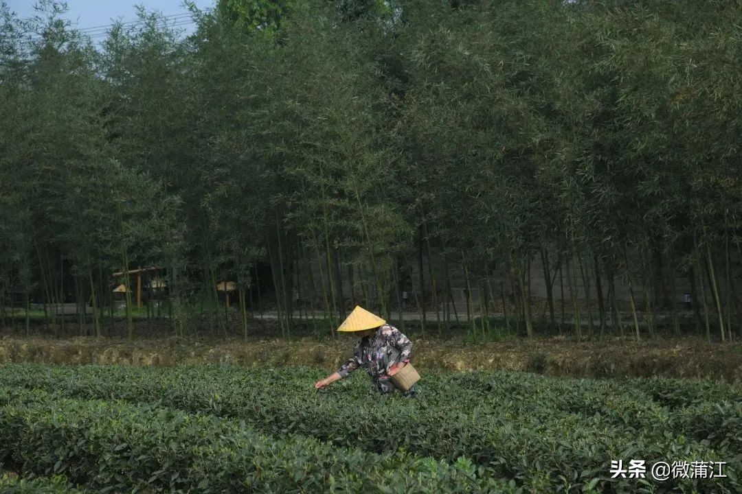 【新蒲江人】成都蒲江县乡村规划师邓小玲:扎根基层10年做乡村和规划之间的“桥梁”