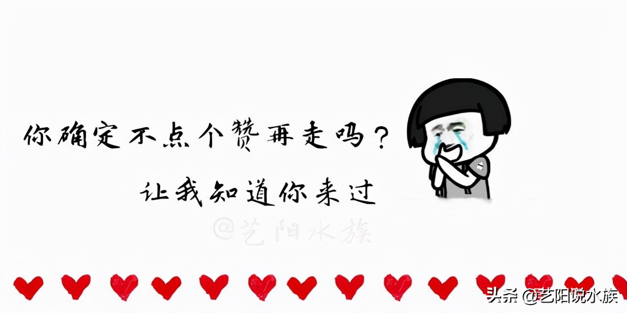 观赏鱼水霉病死鱼后鱼池怎么处理,观赏鱼水霉病怎么治疗最快最有效