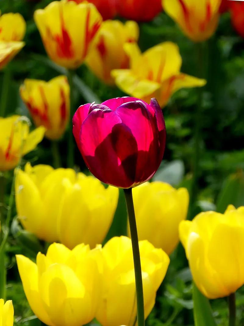 漂亮的郁金香随手一拍都是美景,春天的郁金香花海美得不可方物