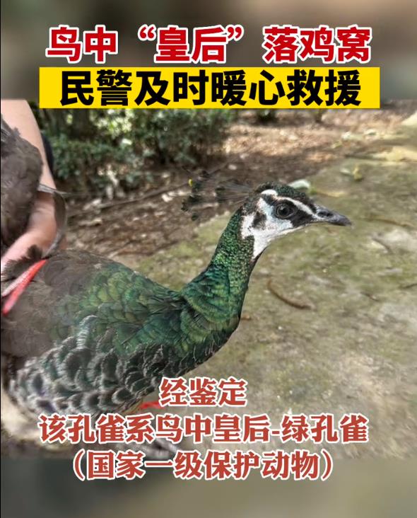鸡窝真能飞出“凤凰”！安徽居民家中惊现大鸟，专家竟认错物种？