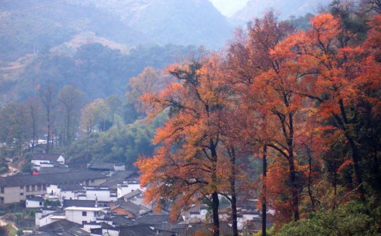 景德镇瓷器精品大全,景德镇瓷器艺术鉴赏大全