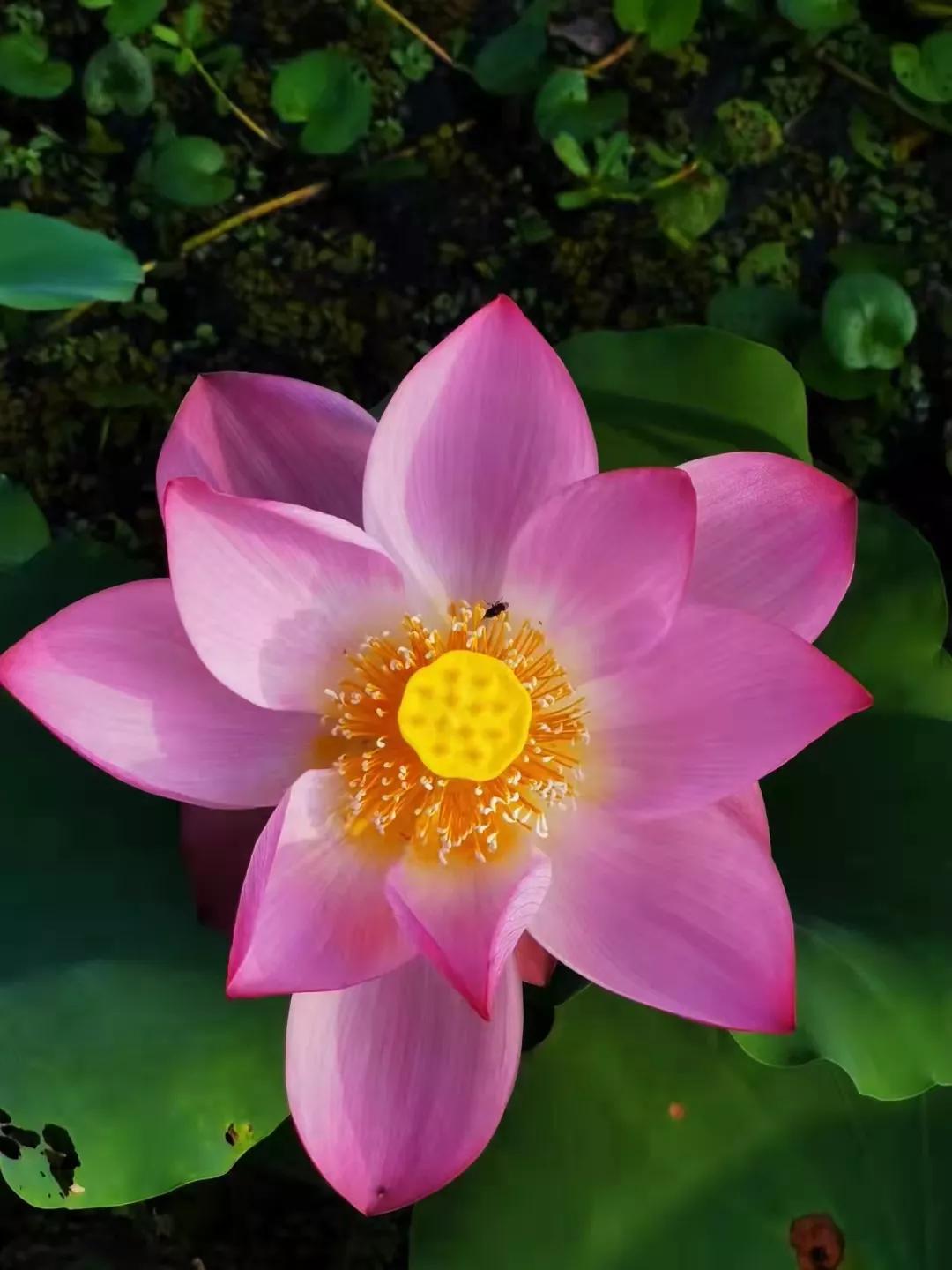 抗战时期下落不明的文物,抗战流失的国宝