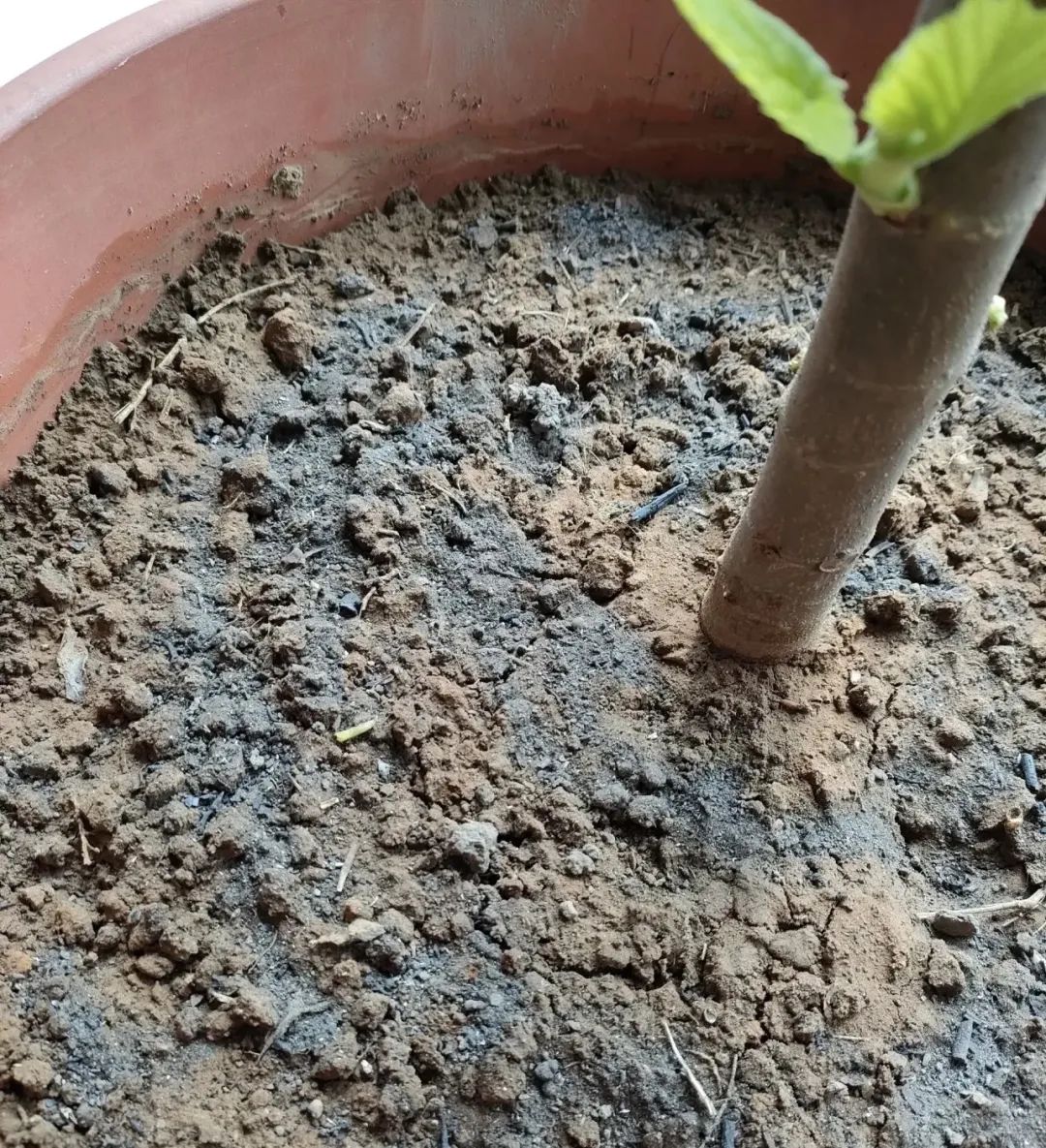 邻居扔垃圾屡教不改,邻居总是扔垃圾在花坛