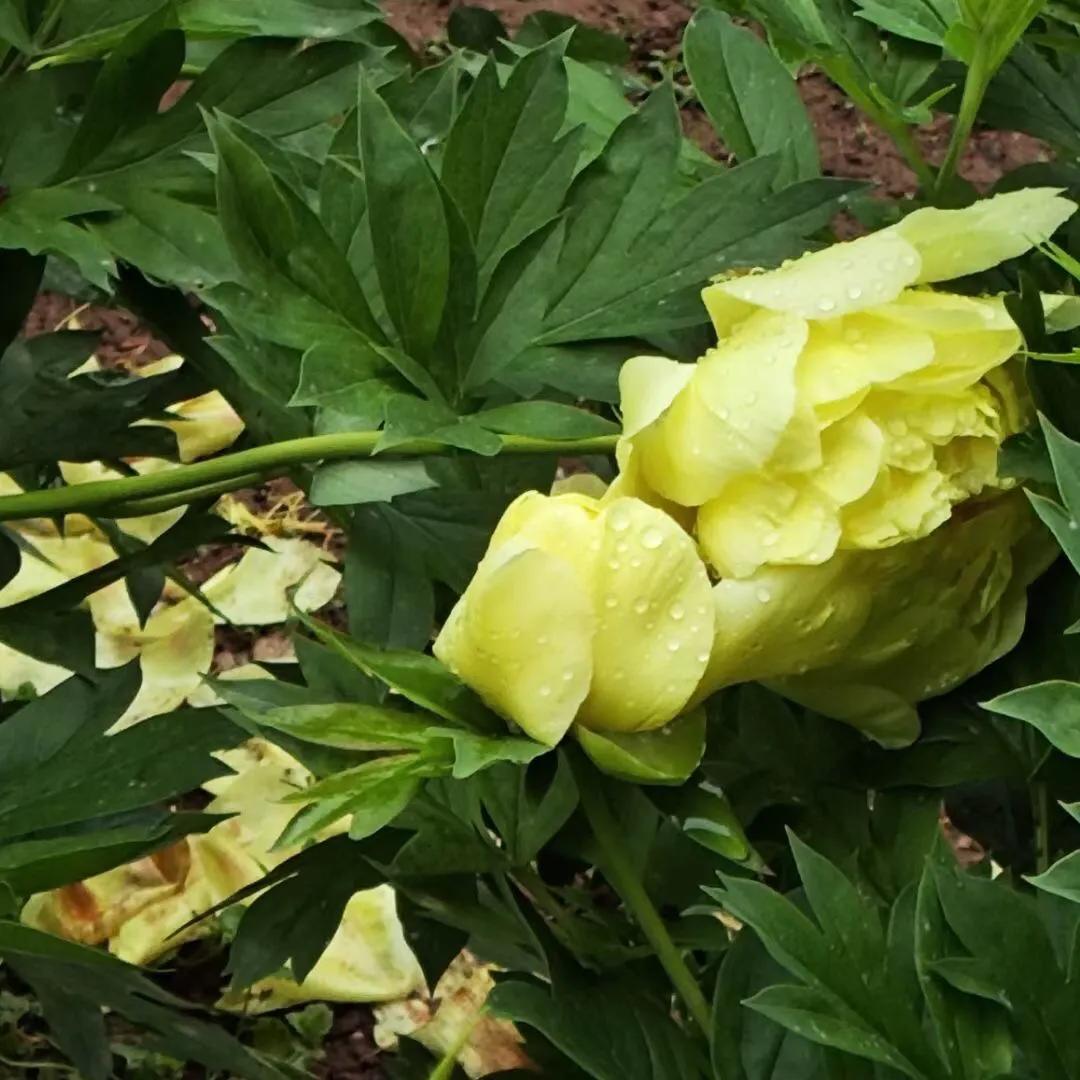 七律赞刘氏,七律赞兰花