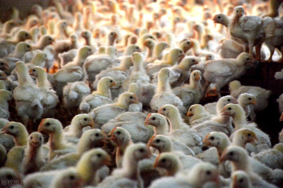 年前三黄鸡的价格还会涨吗,年前淘汰鸡价格还有上涨的可能吗