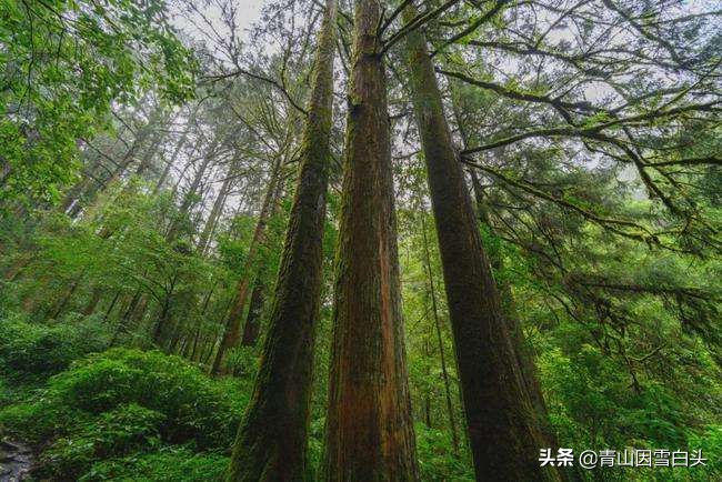 秃杉种多少年可以卖,秃杉树苗