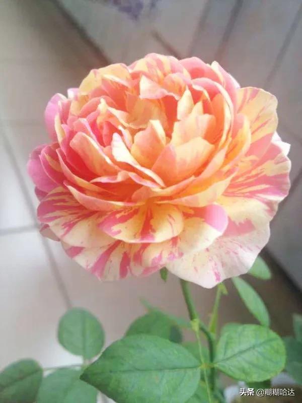 赏心悦目的花朵，风采万千，千姿百态，魅力无限，太美了