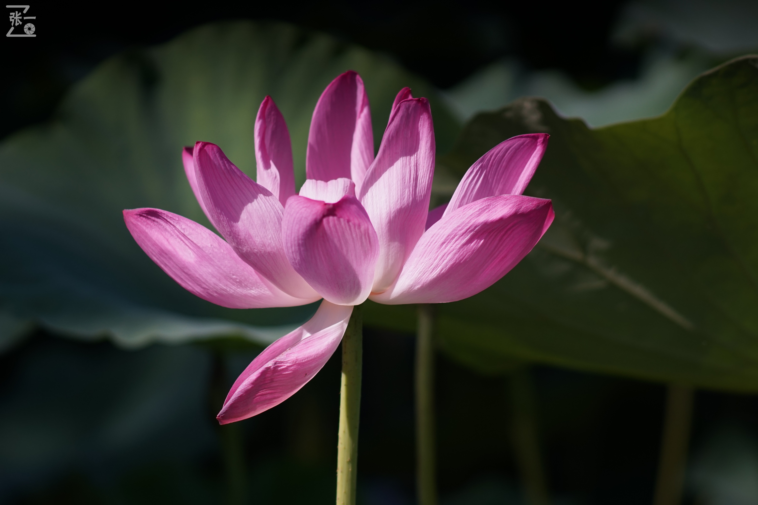 老款olympus微单拍摄技巧,日本olympus镜头