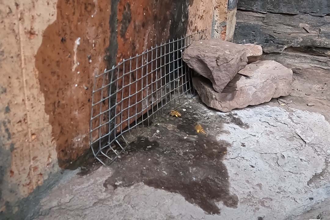 蜜蜂怎样防蟑螂入箱,养蜂如何消灭蟑螂