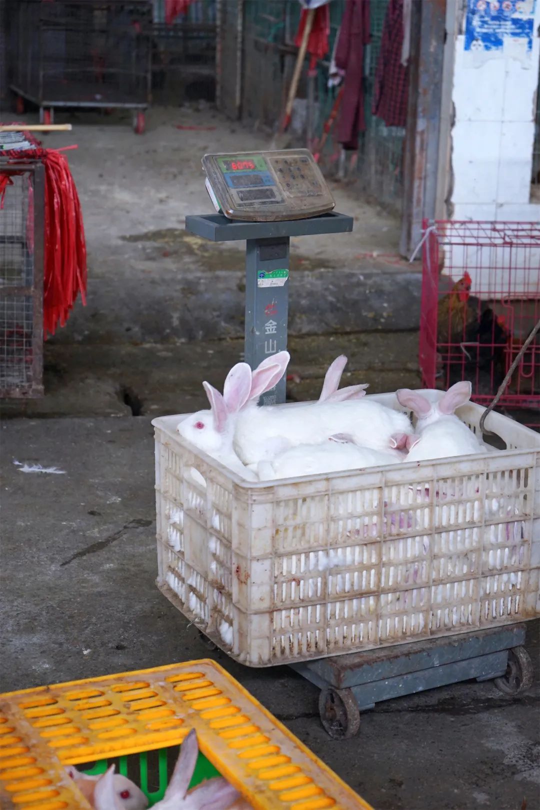 三联鸡鸭市场在哪里,三联市场家禽