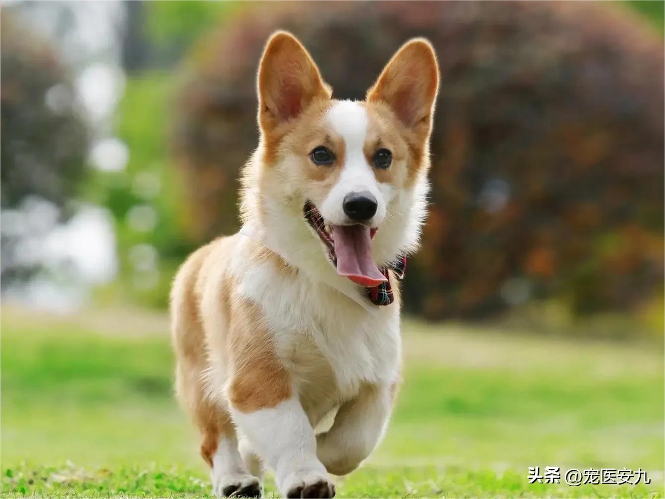 狗狗腹泻不要慌？事关狗狗健康，铲屎官赶紧来看看！