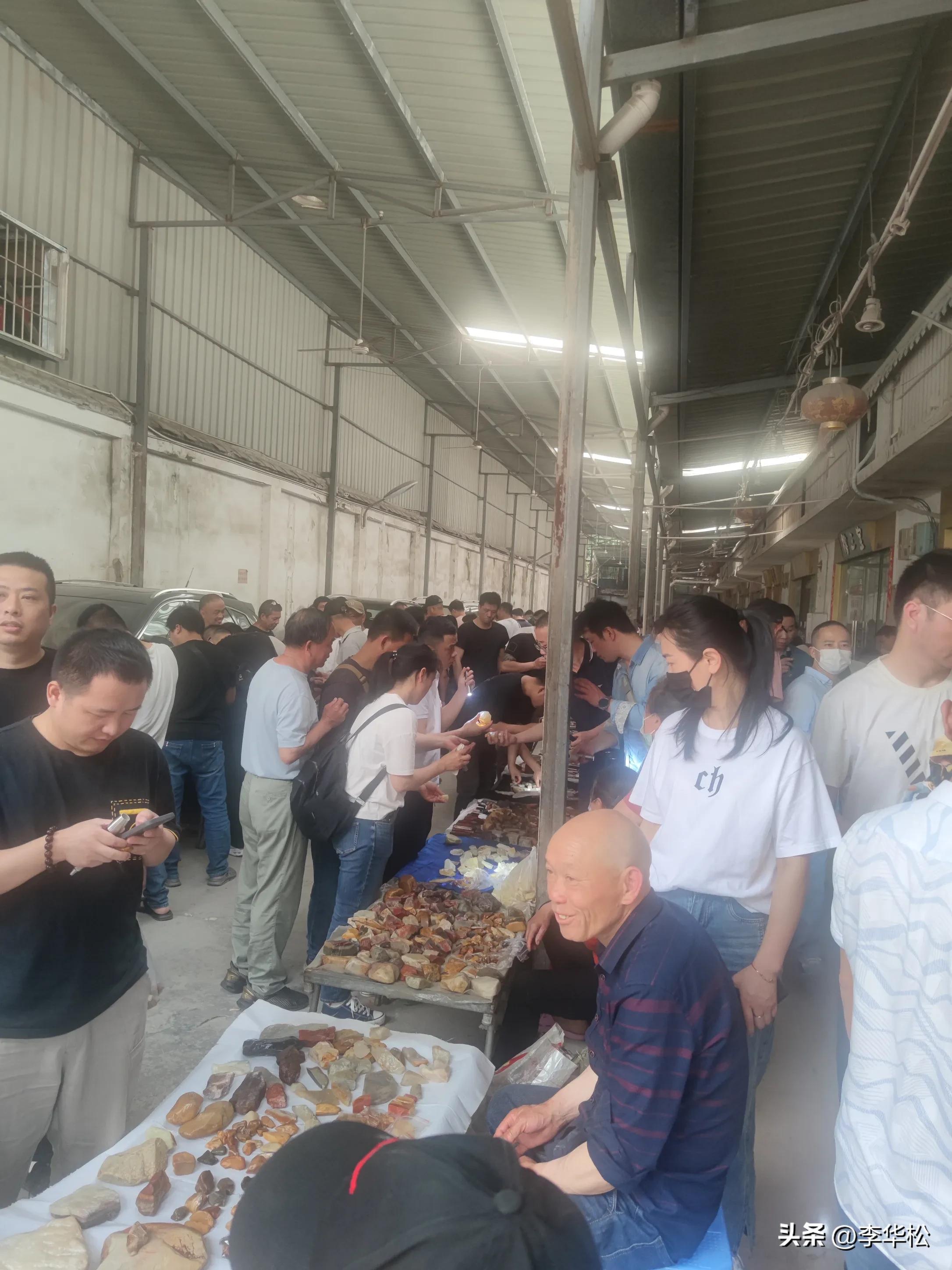 我去福州买石头喜遇纺织娘