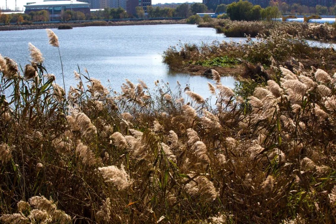 足球世界杯从何时开始的,世界杯足球都是哪举办的
