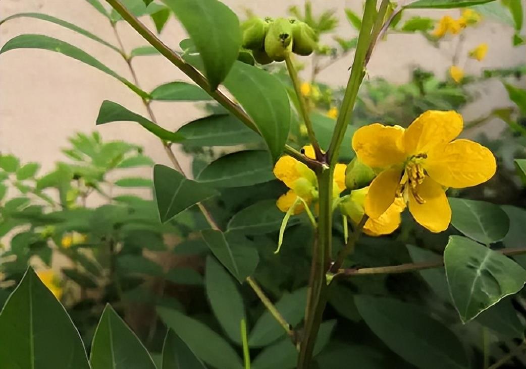 “蛇灭门”到底有多神奇？揭秘老人口中的杀蛇神器！