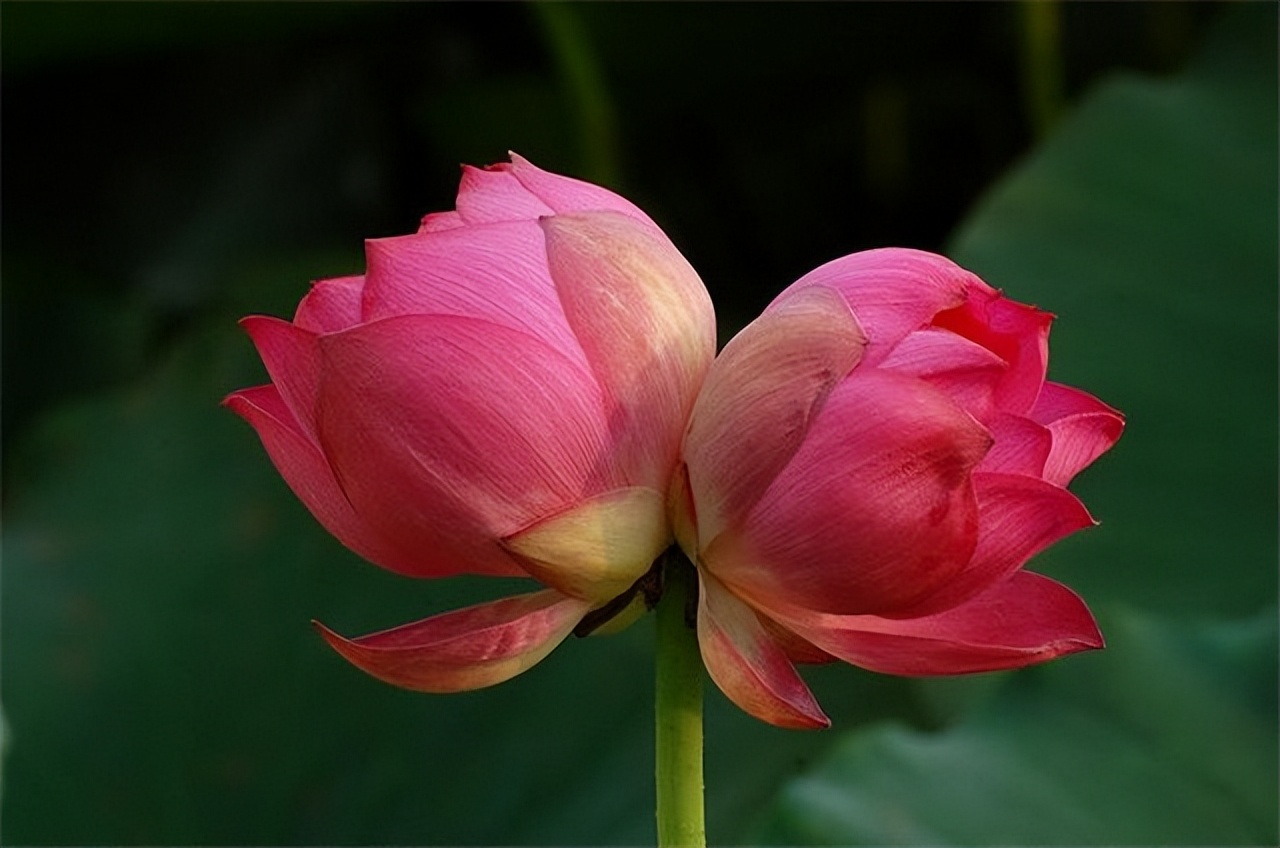 唐朝最肉麻的相思诗,唐代奇女一首情诗道出爱情玄机