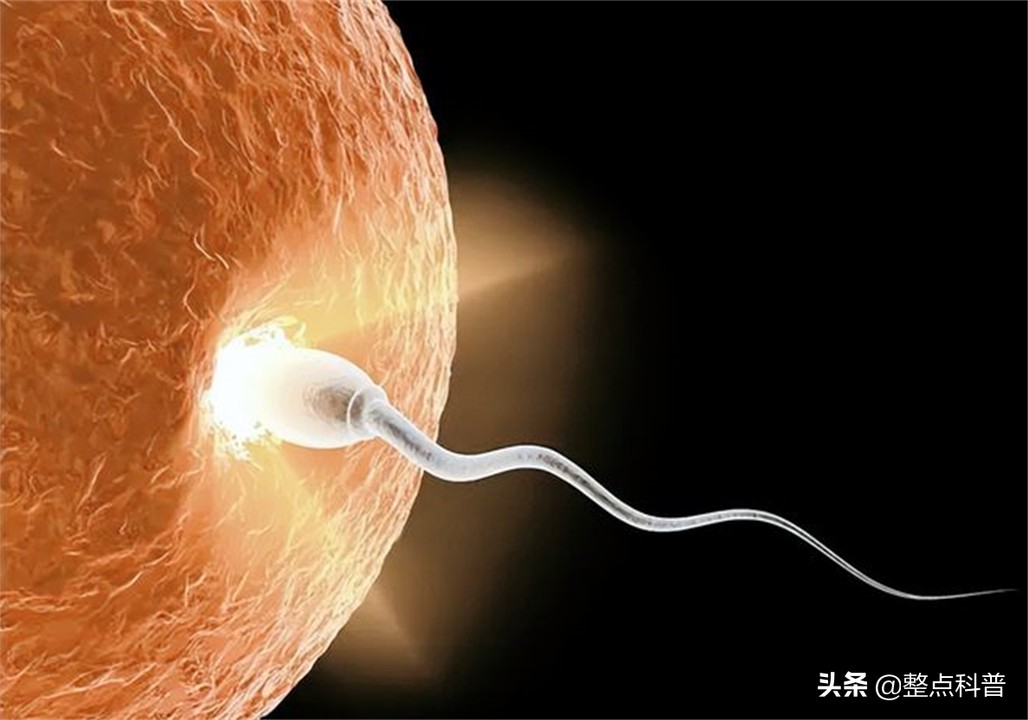 进入女性体内后，没成功“受精”的东西都去哪里了？既好笑又心疼