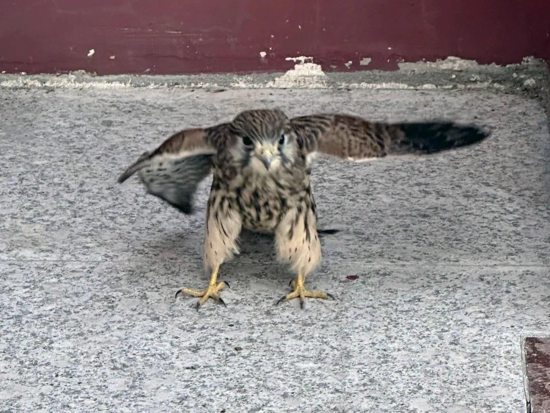 小红隼落难获救助,大妈救助一只红隼下集